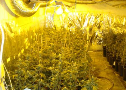 marihuana