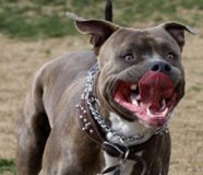 pitbul
