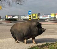 SVINJA