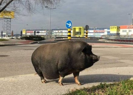 SVINJA