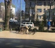 Kotor Varoš