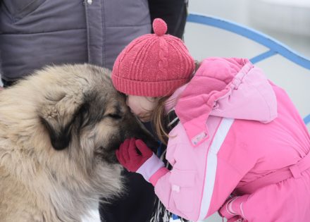 šarplaninac