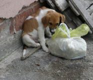 sterilizacija