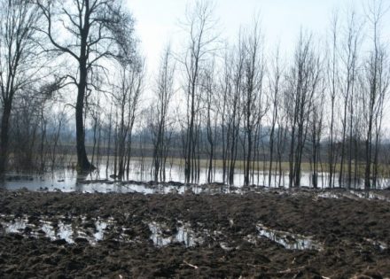 SAVA