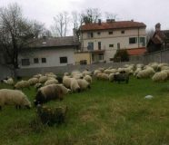 ovaca