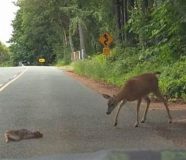 bambi