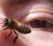 insekti