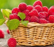 pokosio maline
