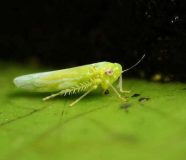 insekti