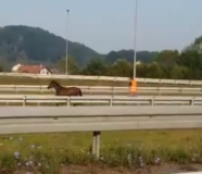 konj