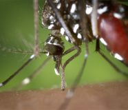 virus zapadnog nila