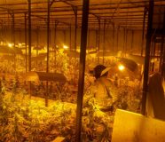 marihuana