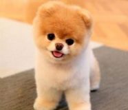 boo