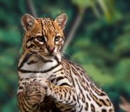 ocelot