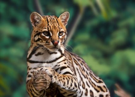 ocelot