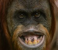 orangutan