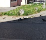 golubovi