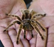 tarantula