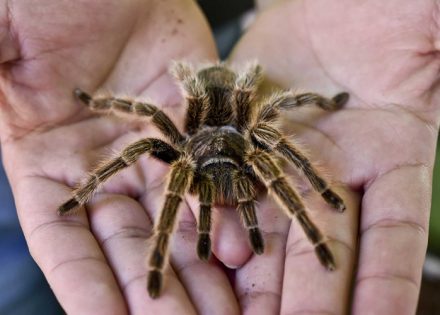 tarantula