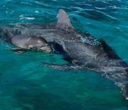 delfin