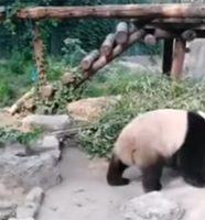 panda