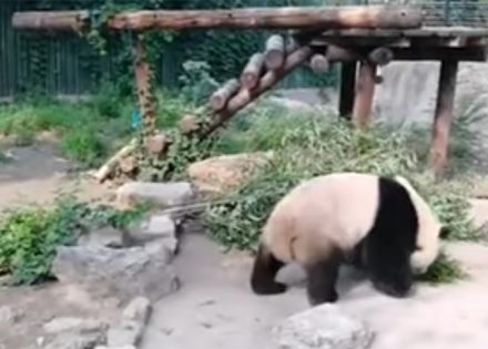 panda