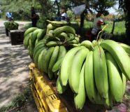 banane