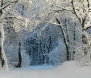 zima