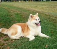 Akita Inu