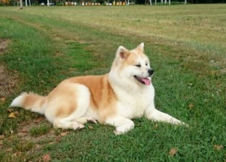 Akita Inu