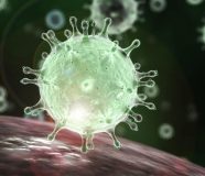 koronavirus