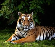 tigar