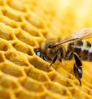 propolis