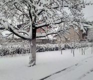 snijeg