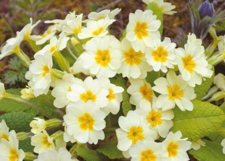jagorcevina