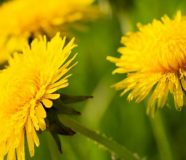 Lijek