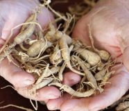 Ginseng
