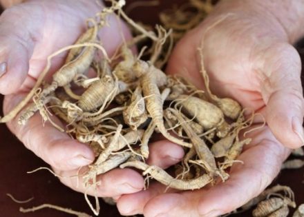 Ginseng