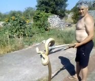 zmije