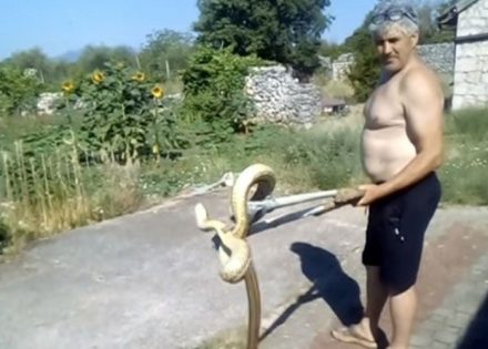 zmije