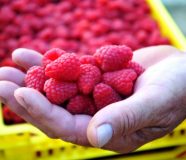 maline