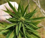 marihuana