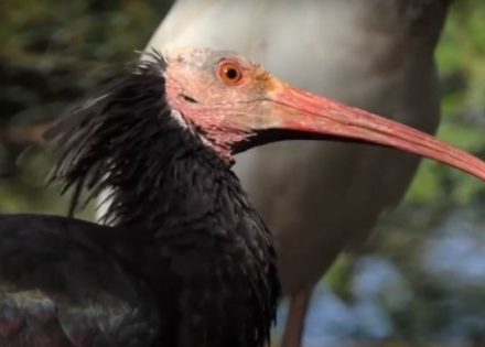 celavi ibis na putu za toskanu