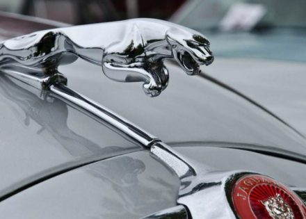 jaguar