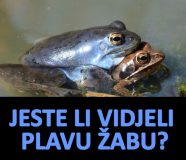 plava žaba