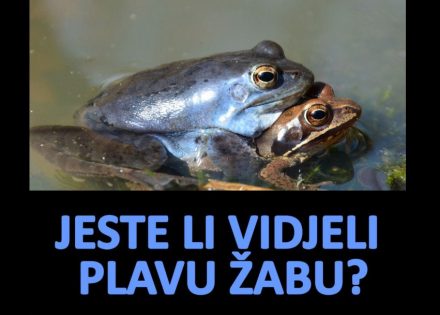plava žaba