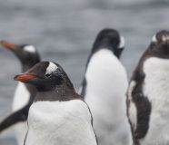 pingvini