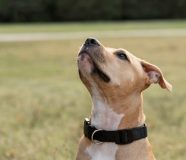 pitbul