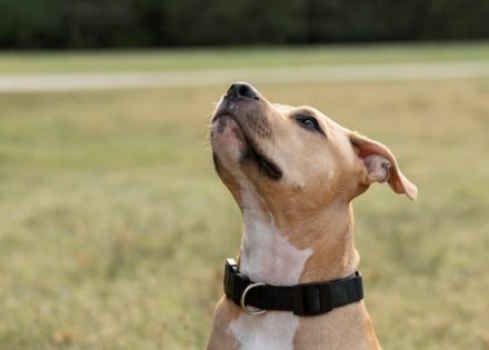 pitbul