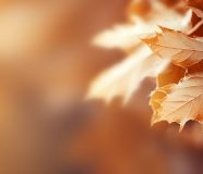 novembar